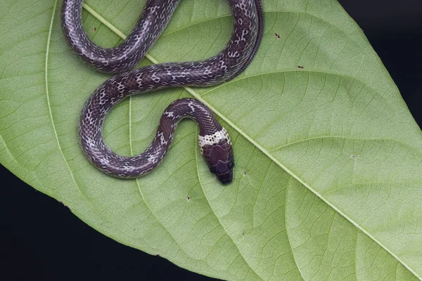 Gros Plan Petit Serpent Sur Feuille Verte Serpent Loup Commun — Photo