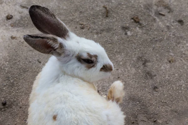 Adorable rabbit at rabbit farm