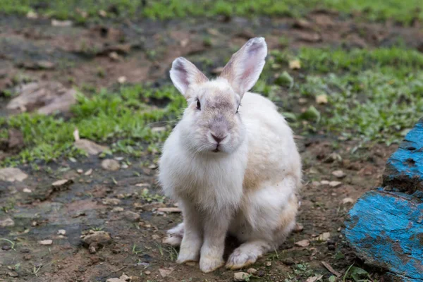 Roztomilý Králík Králičí Farmě — Stock fotografie