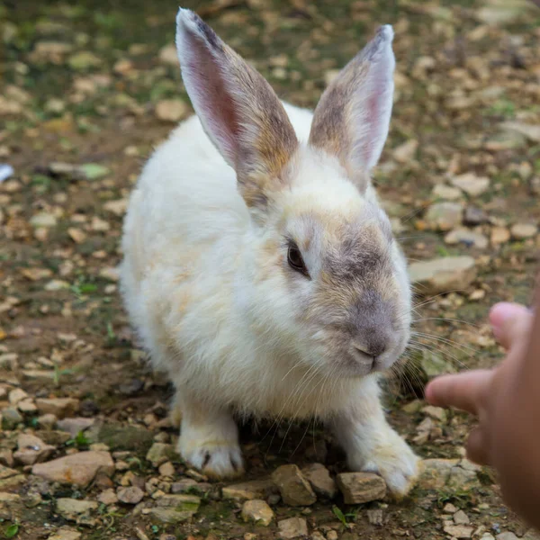 Милый Кролик Кроличьей Ферме — стоковое фото