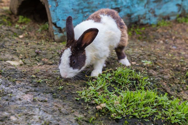 Entzückendes Kaninchen Auf Kaninchenfarm — Stockfoto