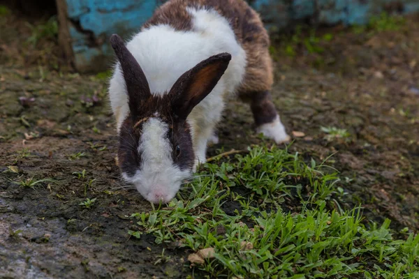 Tavşan Çiftliğindeki Sevimli Tavşan — Stok fotoğraf