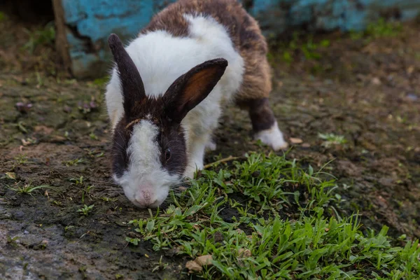 Entzückendes Kaninchen Auf Kaninchenfarm — Stockfoto