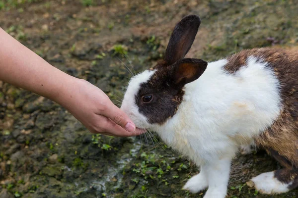 Eine Hand Die Mit Kaninchen Spielt — Stockfoto