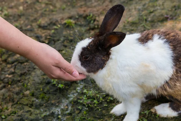 Tavşanla Oynayan Bir — Stok fotoğraf