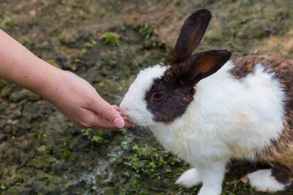 Tavşanla Oynayan Bir — Stok fotoğraf