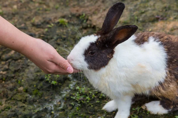 Hand Barn Leker Med Kanin — Stockfoto