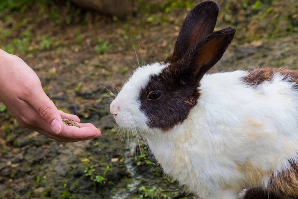 Eine Hand Die Mit Kaninchen Spielt — Stockfoto