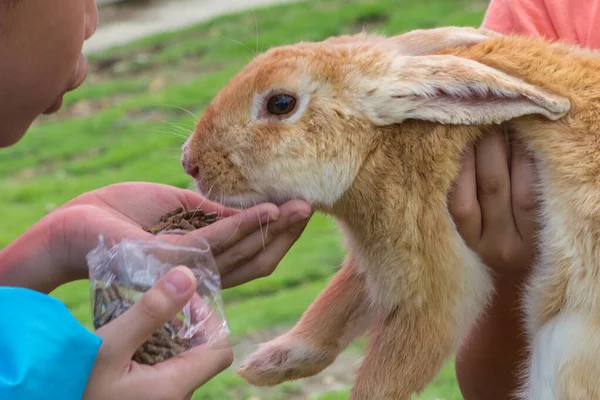 Eine Hand Versucht Kaninchen Füttern — Stockfoto