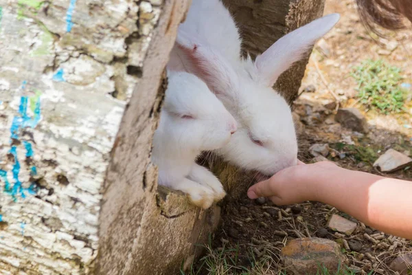 Una Mano Tratando Alimentar Los Conejos —  Fotos de Stock