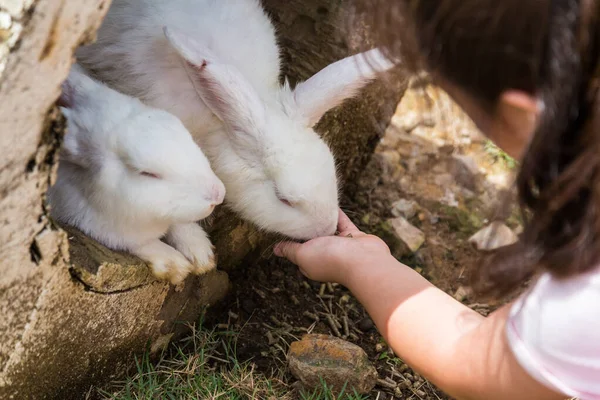 Eine Hand Versucht Kaninchen Füttern — Stockfoto