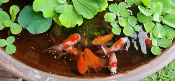 Verfilmung Goldfische Auf Kleinen Teich Auf Schönen Kleinen Garten — Stockvideo