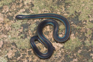 Borneo 'dan parlak Schmidt' in Reed Snake 'inin detaylı resmi, Güzel Yılan