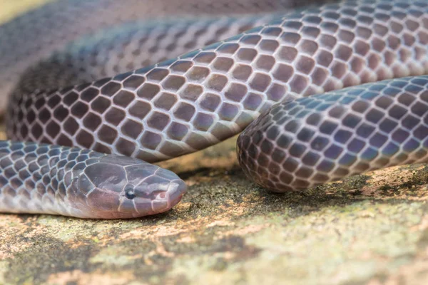 Detail Afbeelding Van Glanzende Schmidt Rietslang Uit Borneo Beautiful Snake — Stockfoto