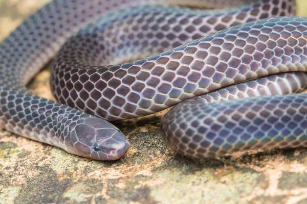 Detaljerad Bild Skinande Schmidts Vassorm Från Borneo Vacker Orm — Stockfoto