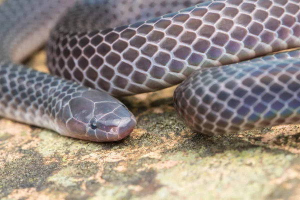 Detail Image Shiny Schmidt Reed Snake Borneo Beautiful Snake — стокове фото