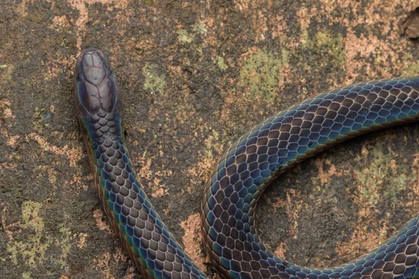 Cobras víbora procuram presas no galho cobra azul insularis
