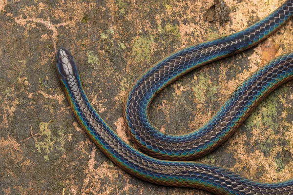 Detalle Imagen Serpiente Caña Brillante Schmidt Borneo Hermosa Serpiente — Foto de Stock