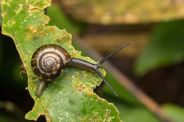 Imagem Close Small Snail Com Folhas Verdes — Fotografia de Stock