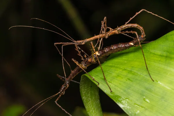 Makroaufnahme Der Maiting Von Stockinsekten Der Insel Borneo — Stockfoto