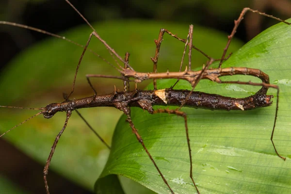 Imagem Macro Maiting Stick Insect Ilha Bornéu — Fotografia de Stock
