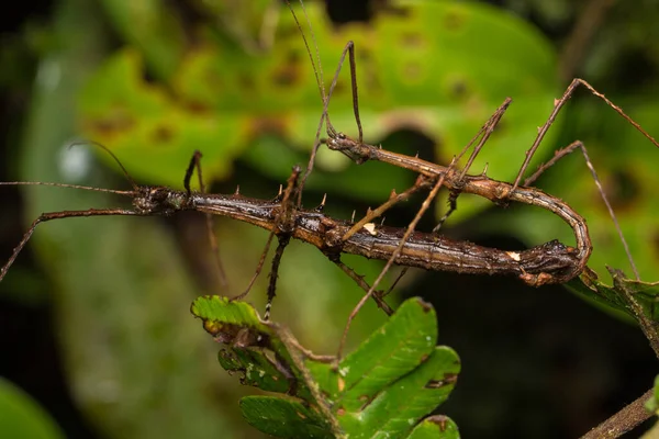 ボルネオ島スティック昆虫の交尾のマクロ画像 — ストック写真