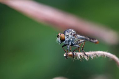 Dallarda asılı duran güzel bir soyguncunun makro detaylı görüntüsü.