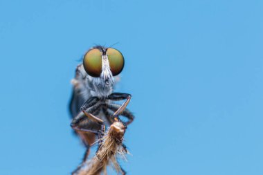 Dallarda asılı duran güzel bir soyguncunun makro detaylı görüntüsü.