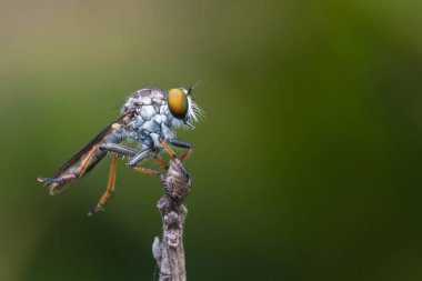 Dallarda asılı duran güzel bir soyguncunun makro detaylı görüntüsü.