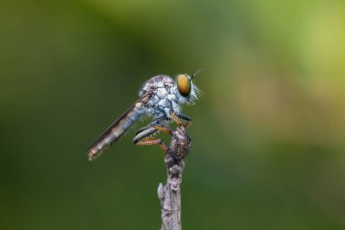 Dallarda asılı duran güzel bir soyguncunun makro detaylı görüntüsü.