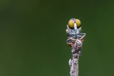 Dallarda asılı duran güzel bir soyguncunun makro detaylı görüntüsü.