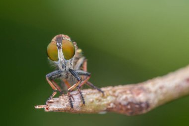 Dallarda asılı duran güzel bir soyguncunun makro detaylı görüntüsü.