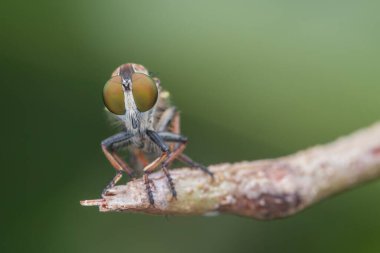 Dallarda asılı duran güzel bir soyguncunun makro detaylı görüntüsü.
