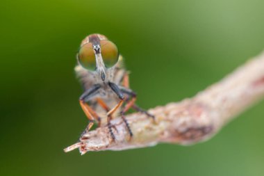 Dallarda asılı duran güzel bir soyguncunun makro detaylı görüntüsü.
