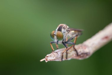 Dallarda asılı duran güzel bir soyguncunun makro detaylı görüntüsü.