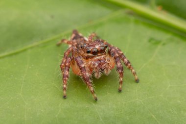 Güzel zıplayan örümcek, yakın plan sıçrayan örümcek, zıplayan örümcek doğa konsepti.