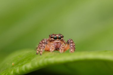 Güzel zıplayan örümcek, yakın plan sıçrayan örümcek, zıplayan örümcek doğa konsepti.