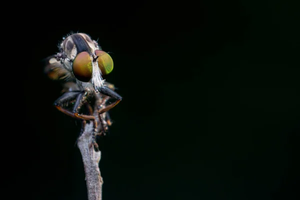 Makro Detailbild Einer Schönen Räuberfliege Die Ästen Hängt Nature Wildlife — Stockfoto