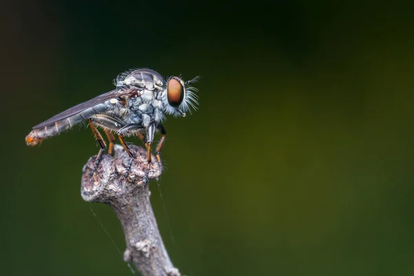 Makro Detailbild Einer Schönen Räuberfliege Die Ästen Hängt Nature Wildlife — Stockfoto