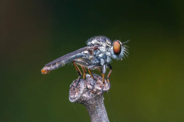 Makro Részlet Kép Egy Gyönyörű Rabló Fly Lóg Ágak Nature — Stock Fotó