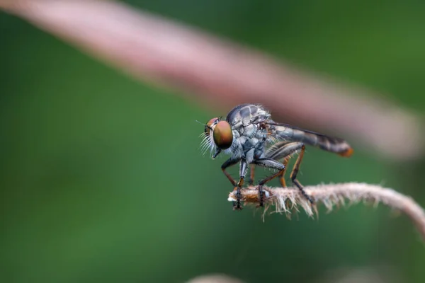 Imagem Detalhe Macro Belo Ladrão Voar Pendurado Galhos Natureza Conceito — Fotografia de Stock