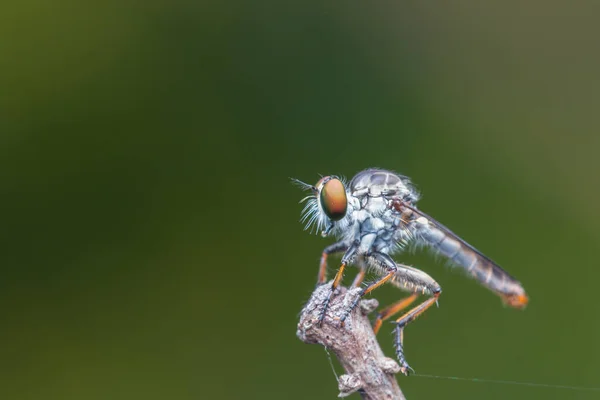 Macro Detail Image Beautiful Robber Fly Hanging Branches Nature Wildlife — Stock Photo, Image