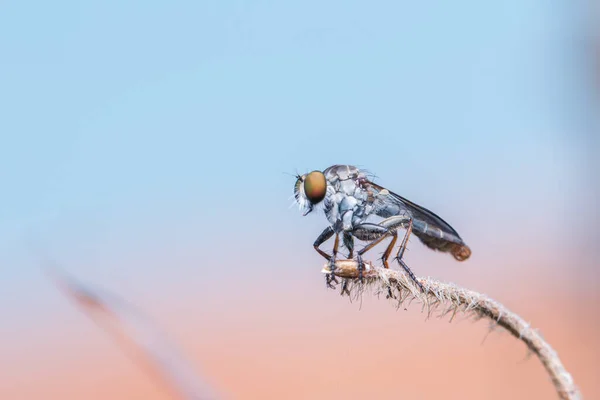 Makro Detailbild Einer Schönen Räuberfliege Die Ästen Hängt Nature Wildlife — Stockfoto