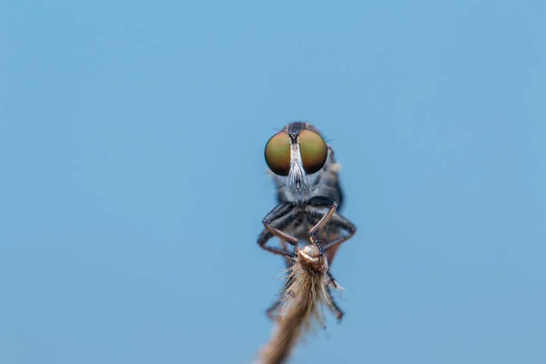 Dallarda Asılı Duran Güzel Bir Soyguncunun Makro Detaylı Görüntüsü — Stok fotoğraf