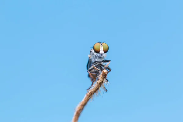 Makro Detailbild Einer Schönen Räuberfliege Die Ästen Hängt Nature Wildlife — Stockfoto