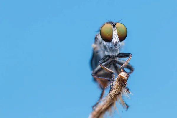 Makro Detailbild Einer Schönen Räuberfliege Die Ästen Hängt Nature Wildlife — Stockfoto