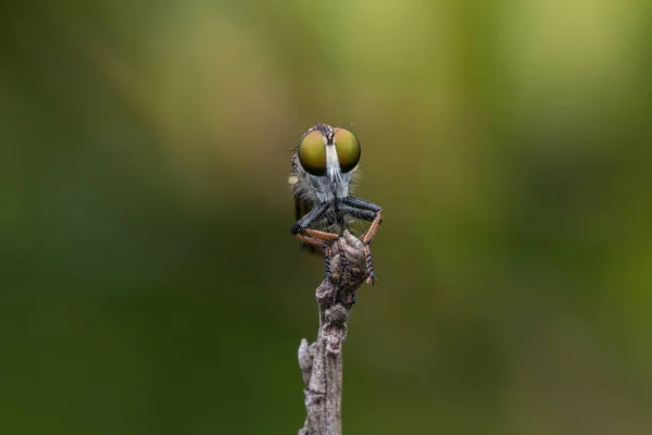 Makro Szczegółowy Obraz Piękny Robber Fly Wiszące Gałęziach Natura Koncepcja — Zdjęcie stockowe