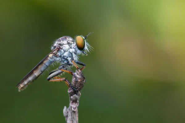 美丽的强盗苍蝇挂在树枝上的宏观细节形象 自然野生动物的概念 — 图库照片