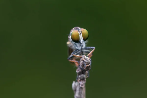 Makro Detailbild Einer Schönen Räuberfliege Die Ästen Hängt Nature Wildlife — Stockfoto