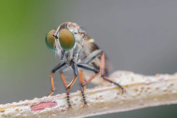 Makro Detailbild Einer Schönen Räuberfliege Die Ästen Hängt Nature Wildlife — Stockfoto